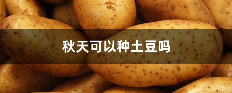 秋天可以种土豆吗