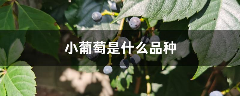 小葡萄是什么品种