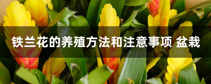 铁兰花的养殖方法和注意事项 盆栽