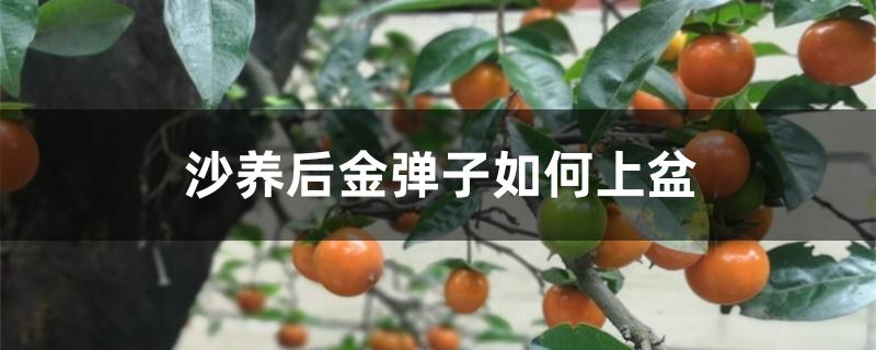 沙养后金弹子如何上盆