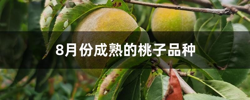 8月份成熟的桃子品种
