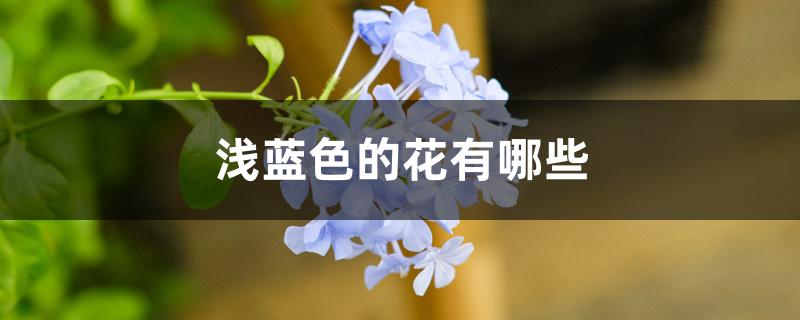 浅蓝色的花有哪些