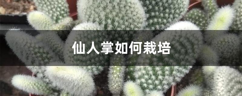 仙人掌如何栽培