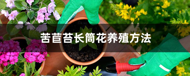 苦苣苔长筒花养殖方法