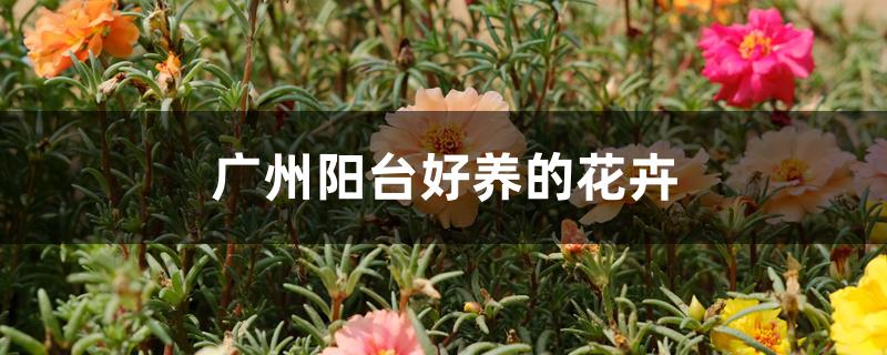 广州阳台好养的花卉