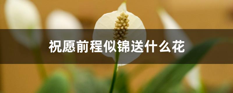 祝愿前程似锦送什么花