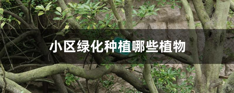 小区绿化种植哪些植物