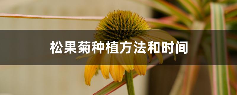 松果菊种植方法和时间