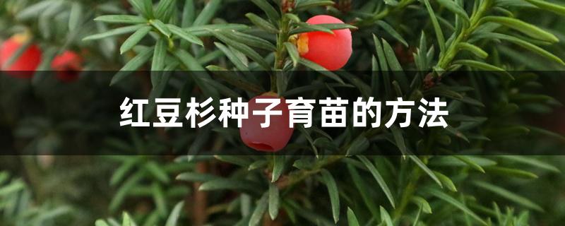 红豆杉种子育苗的方法