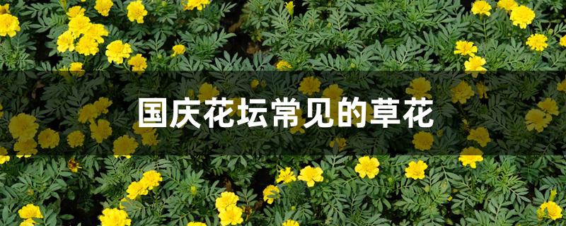 国庆花坛常见的草花