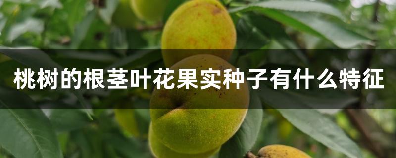 桃树的根茎叶花果实种子有什么特征