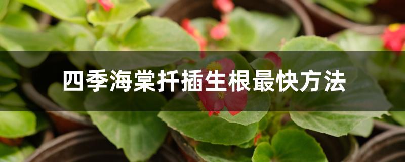 四季海棠扦插生根最快方法