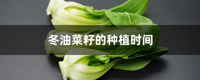 冬油菜籽的种植时间