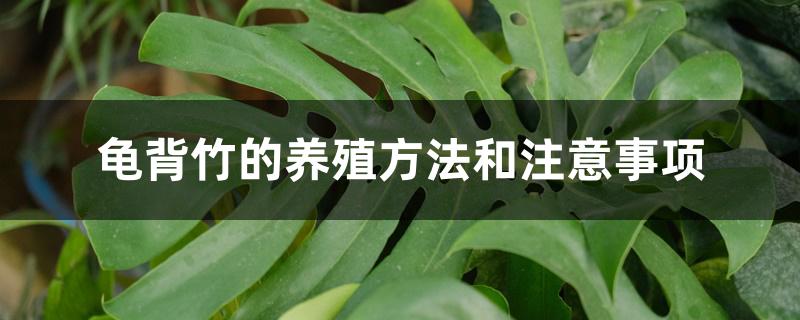 龟背竹的养殖方法和注意事项