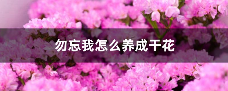 勿忘我怎么养成干花