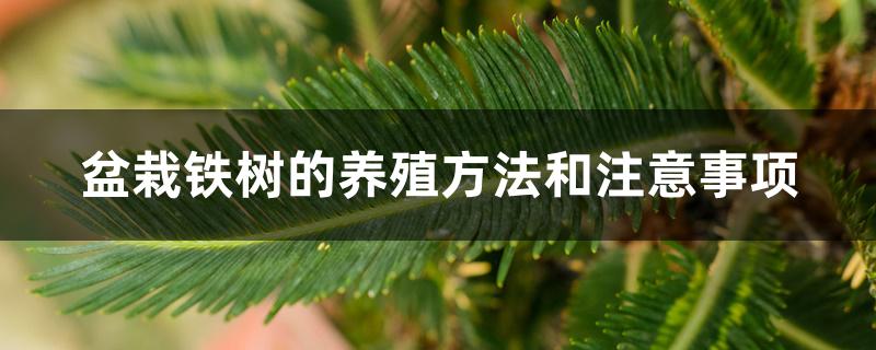 盆栽铁树的养殖方法和注意事项