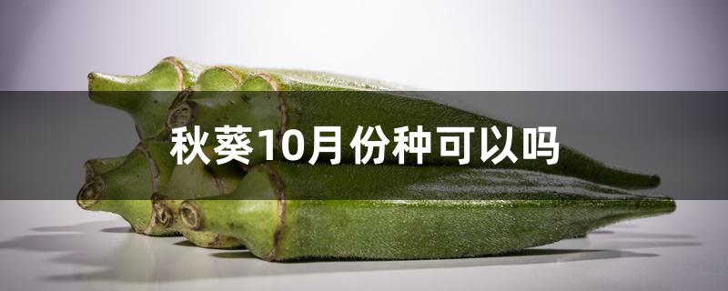 秋葵10月份种可以吗