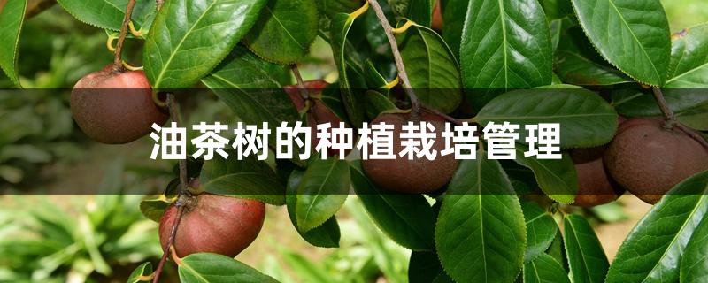 油茶树的种植栽培管理