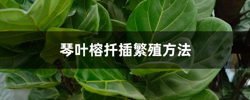 琴叶榕扦插繁殖方法
