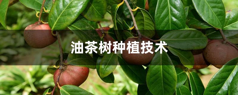 油茶树种植技术