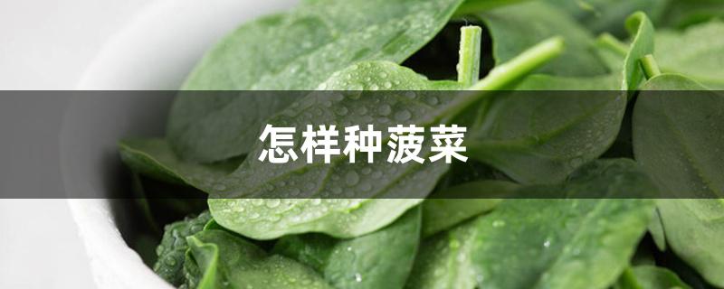 怎样种菠菜