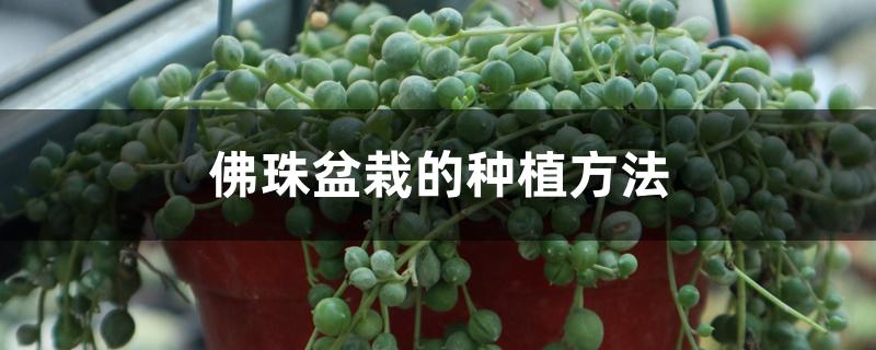 佛珠盆栽的种植方法