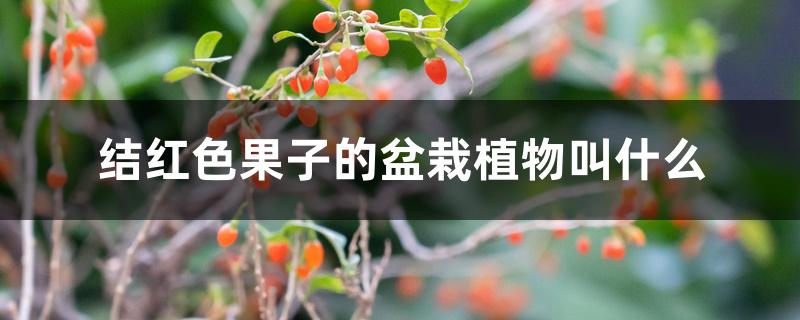 结红色果子的盆栽植物叫什么