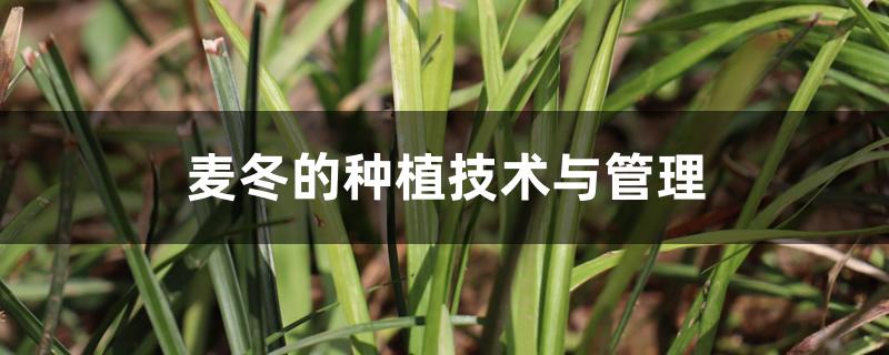 麦冬的种植技术与管理