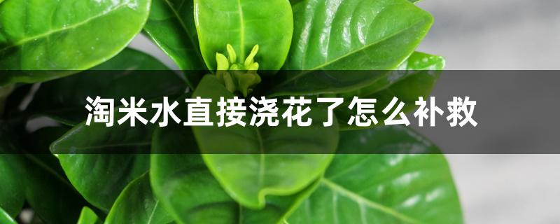 淘米水直接浇花了怎么补救