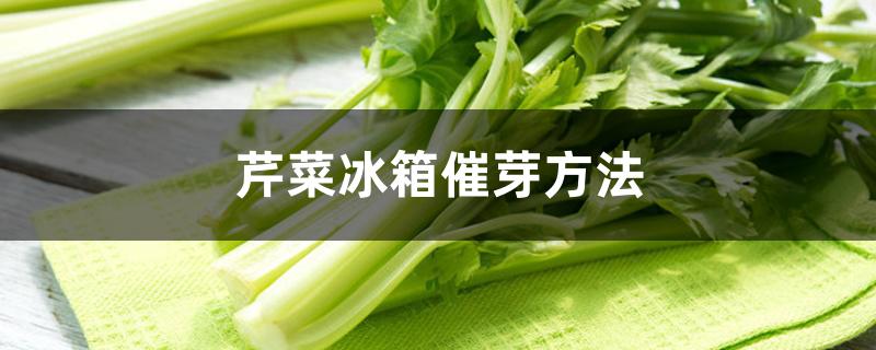 芹菜冰箱催芽方法