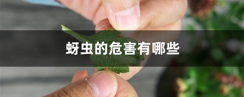 蚜虫的危害有哪些