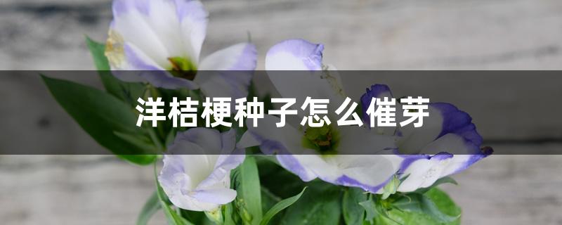 洋桔梗种子怎么催芽