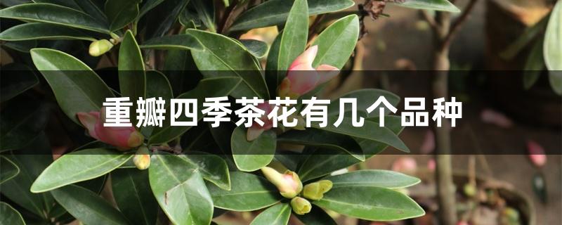 重瓣四季茶花有几个品种