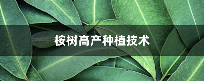 桉树高产种植技术