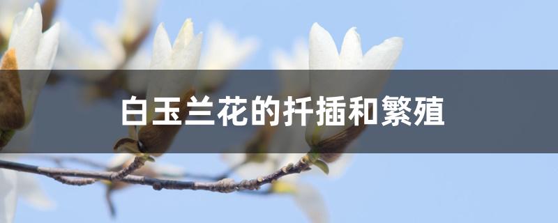 白玉兰花的扦插和繁殖