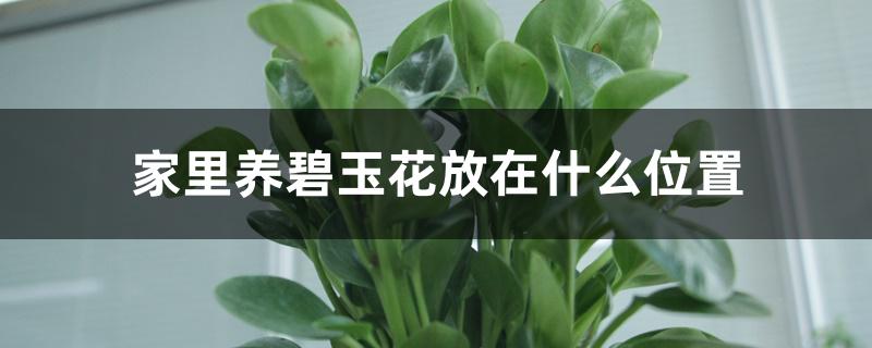 家里养碧玉花放在什么位置