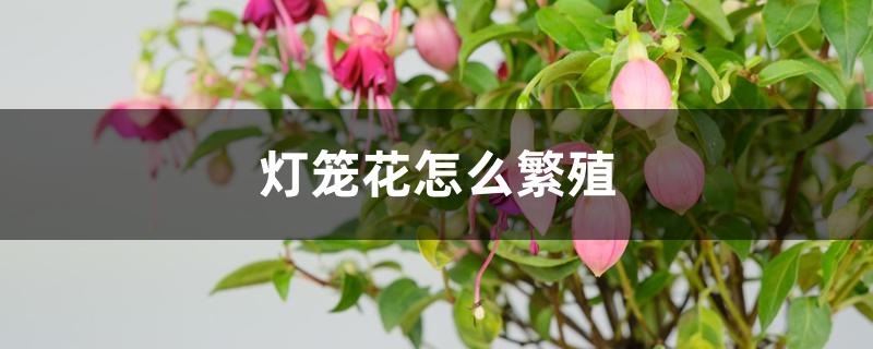 灯笼花怎么繁殖