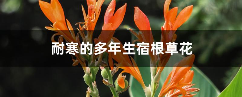 耐寒的多年生宿根草花 花百科