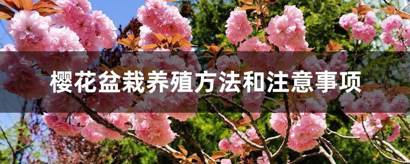 樱花盆栽养殖方法和注意事项