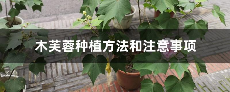 木芙蓉种植方法和注意事项