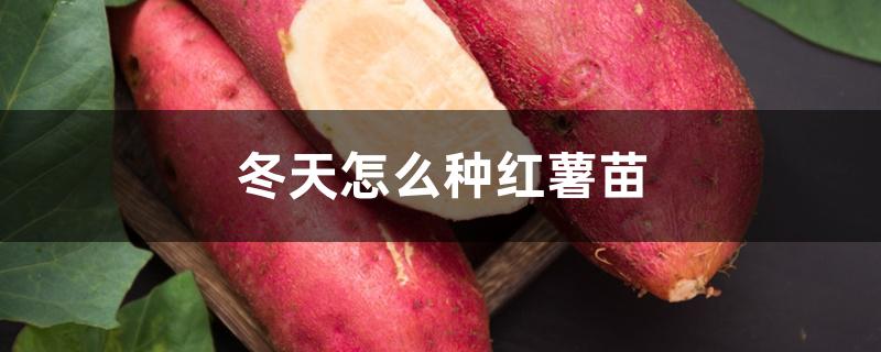 冬天怎么种红薯苗