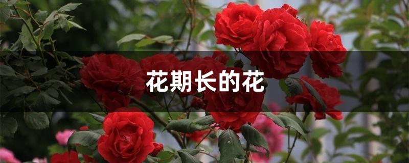 花期长的花