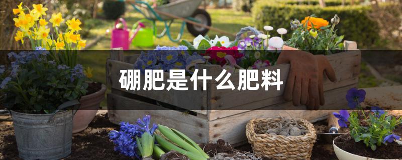 硼肥是什么肥料