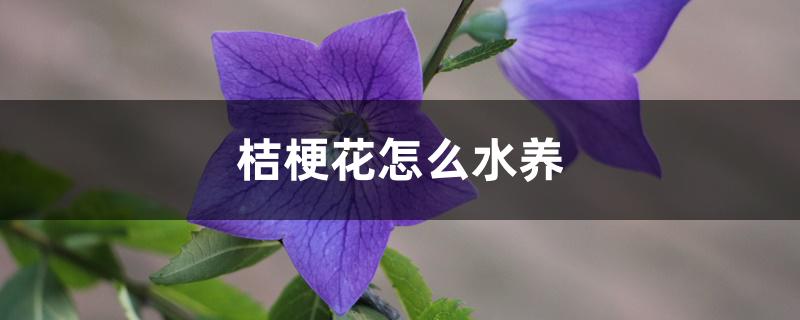 桔梗花怎么水养