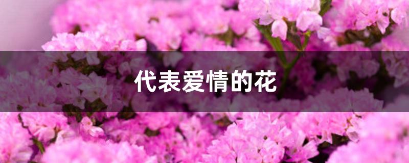 代表爱情的花