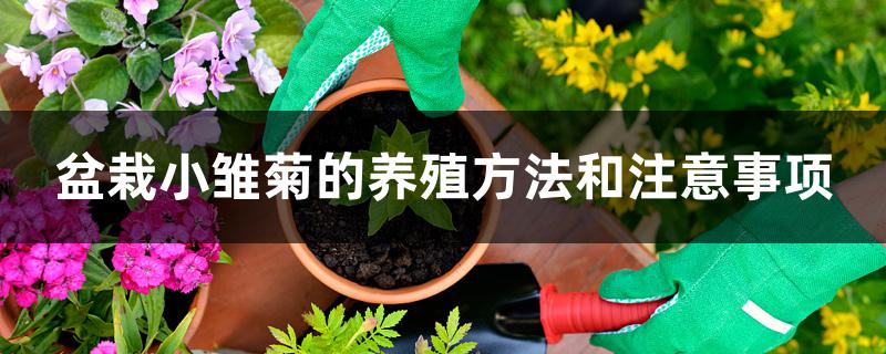 盆栽小雏菊的养殖方法和注意事项