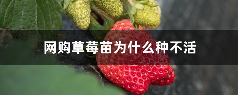 网购草莓苗为什么种不活