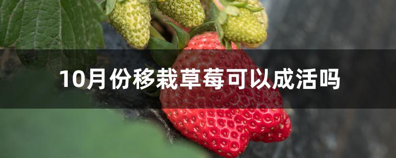 10月份移栽草莓可以成活吗