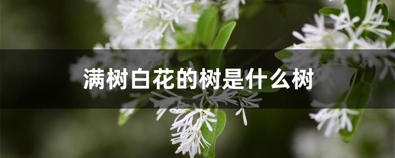 满树白花的树是什么树 花百科