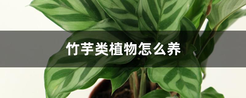 竹芋类植物怎么养
